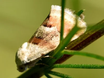 Eublemma (Eublemma) minutata