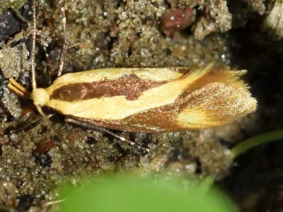 Harpella forficella