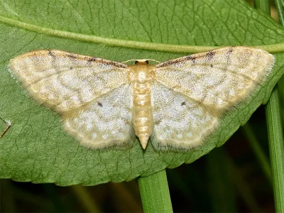 Idaea humiliata