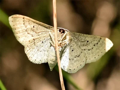 Idaea sylvestraria