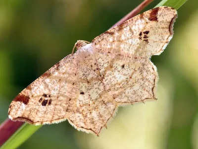 Macaria notata