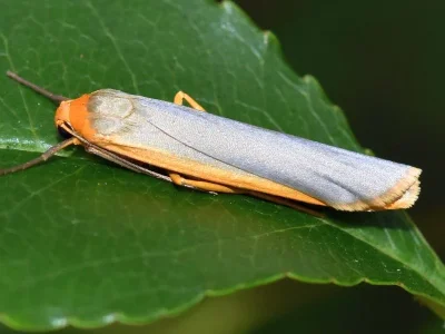 Eilema (Manulea) complana