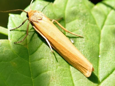 Eilema (Manulea) lutarella