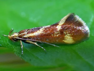 Metalampra cinnamomea