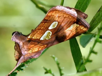 Plusia festucae