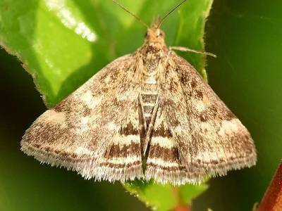 Pyrausta despicata