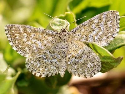 Scopula (Scopula) immorata