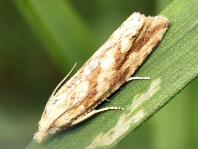 Thiodia citrana