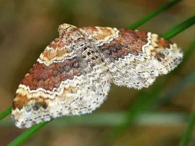 Xanthorhoe spadicearia