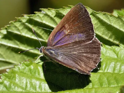 Favonius quercus