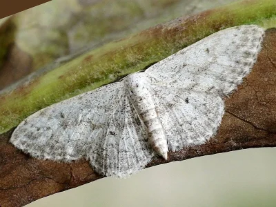 Idaea seriata
