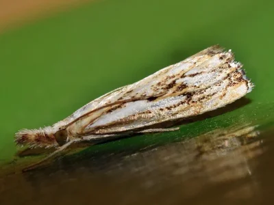 Catoptria falsella