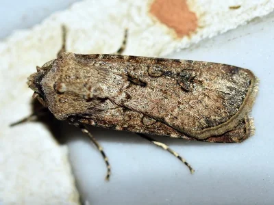 Agrotis (Agrotis) segetum