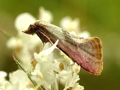 Cochylis roseana