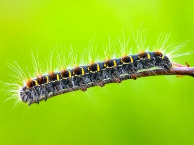 Eriogaster (Eriogaster) lanestris