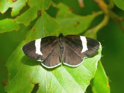 Baptria tibiale