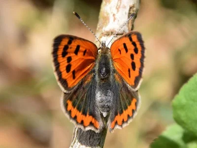 Lycaena (Lycaena) phlaeas