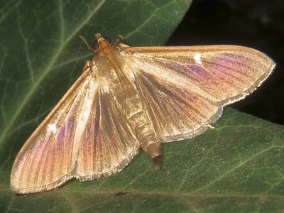 Cydalima perspectalis