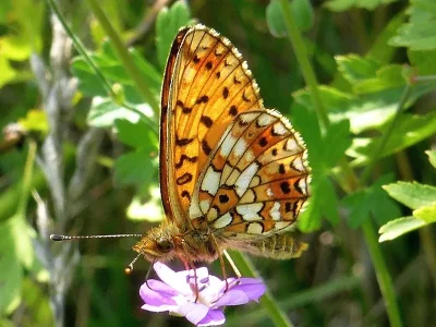 Boloria (Clossiana) selene