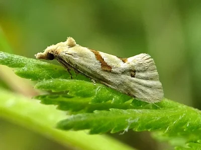 Aethes smeathmanniana