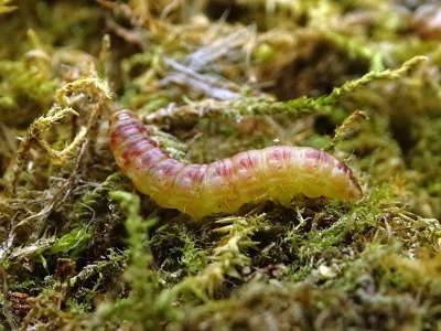 Nephopterix angustella