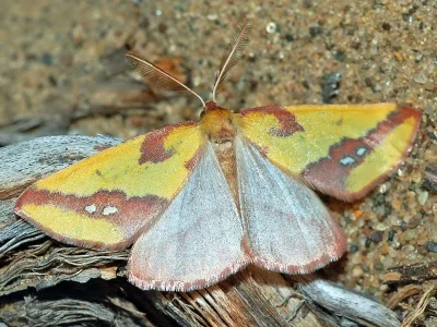 Apocolotois almatensis