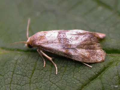 Cochylidia heydeniana