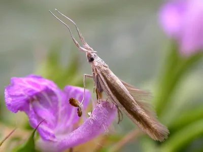 Coleophora trientella