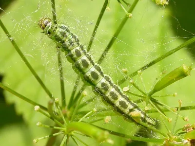 Depressaria (Depressaria) chaerophylli