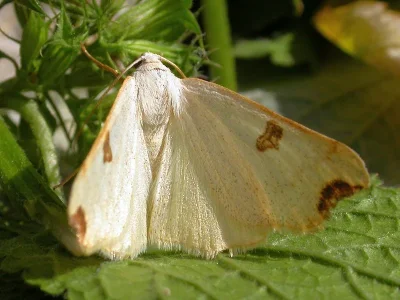 Eilicrinia cordiaria