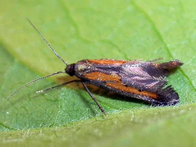 Ochromolopis ictella