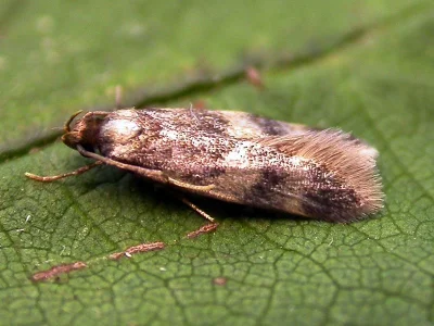 Oegoconia caradjai