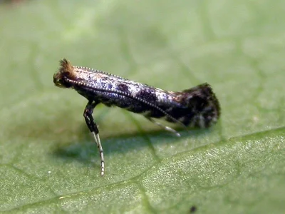 Parornix tenella