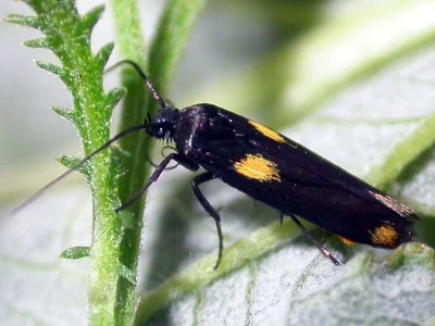 Scythris sinensis