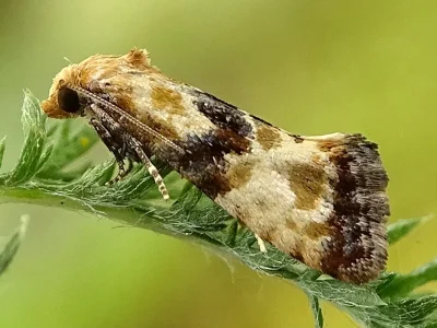 Eupoecilia angustana