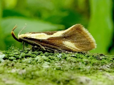Harpella forficella