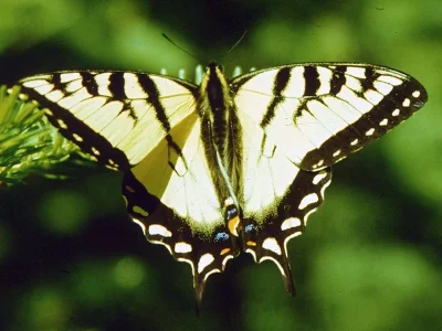 Papilio (Pterourus) canadensis