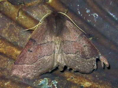 Crocallis tusciaria