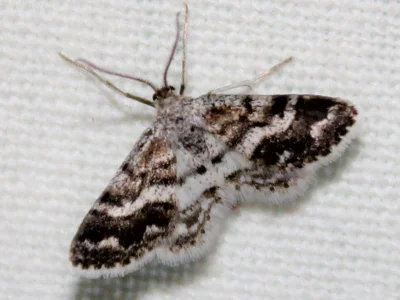 Idaea nexata