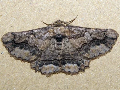 Menophra japygiaria