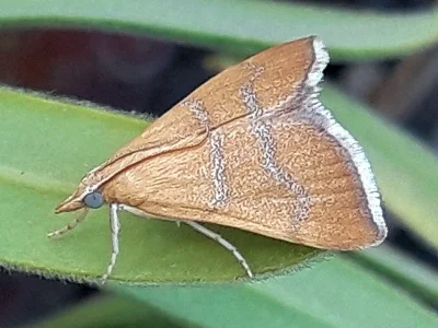 Prochoristis crudalis