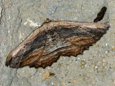 Menophra nycthemeraria