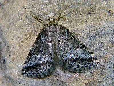 Eumannia oranaria