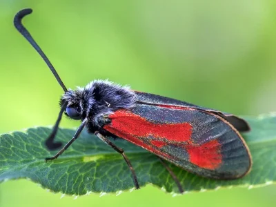Zygaena (Mesembrynus) punctum