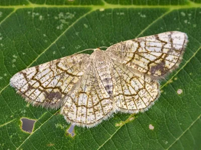 Stegania dilectaria