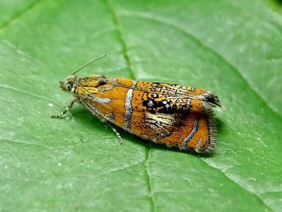 Olethreutes arcuella