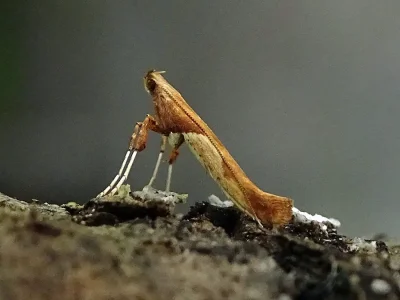 Caloptilia fribergensis