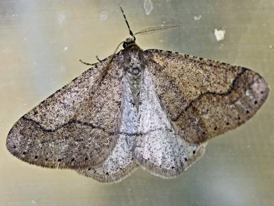 Agriopis marginaria