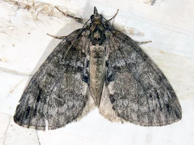 Hydriomena impluviata