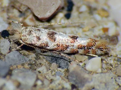 Phyllonorycter populifoliella